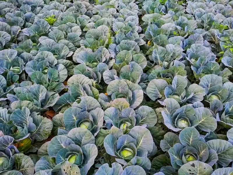 广西企业劳务派遣用工风险识别与全流程合规管理要点